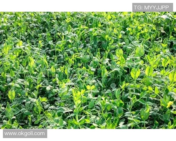 黄军独家分享篮球心得与技巧助你提升球技的全面指南